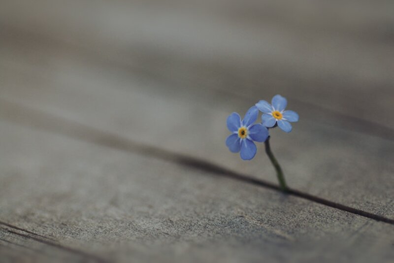 Two Blue Flowers — Serene, Photograph