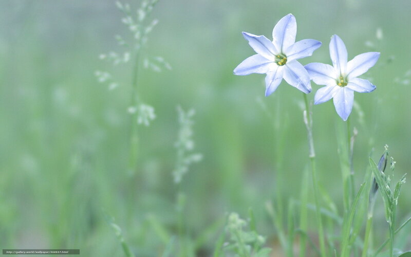 Two Blue Flowers — Serene, Spring