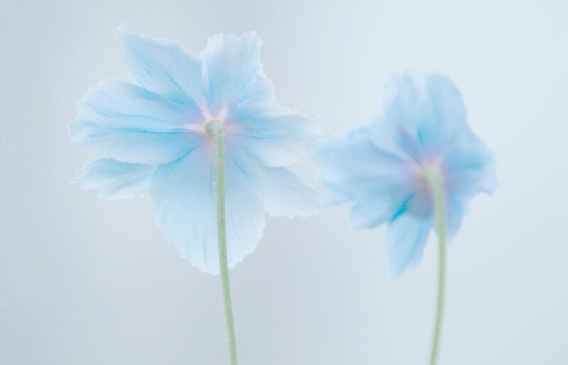 Two Blue Flowers — Serene