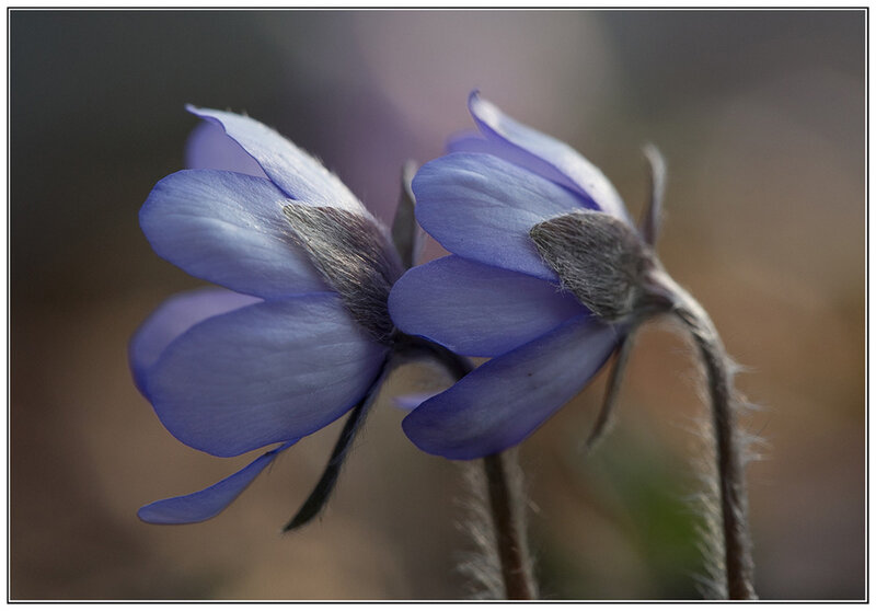 Two Blue Flowers