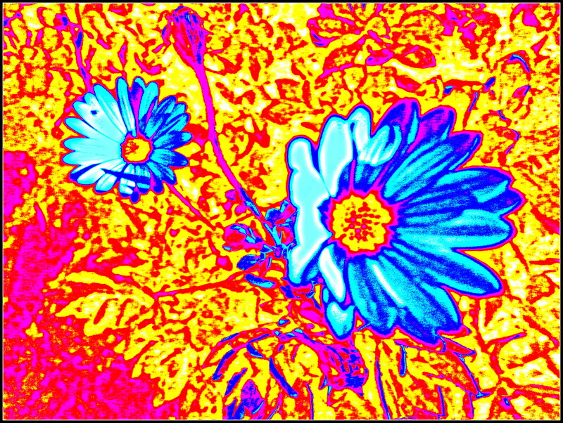 Two Blue Flowers — Vibrant