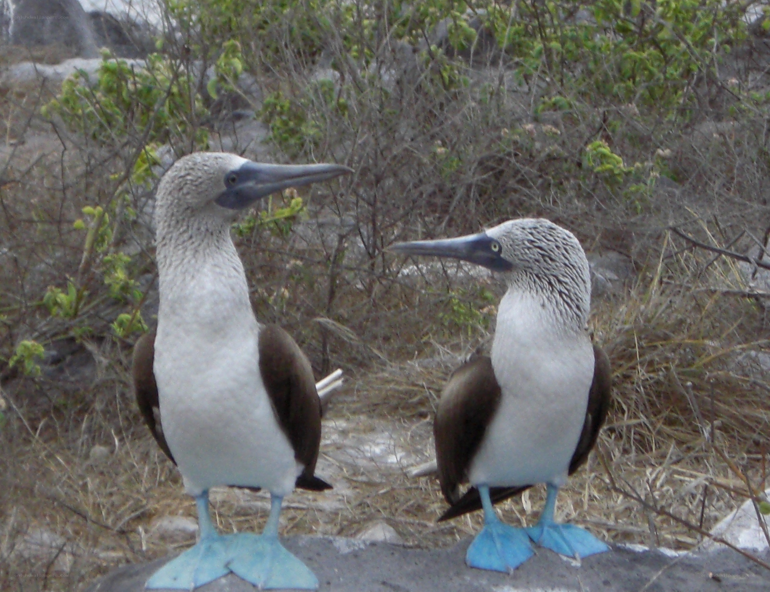 Two blue-footed boobies standing