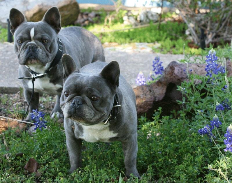 Two Blue French Bulldogs
