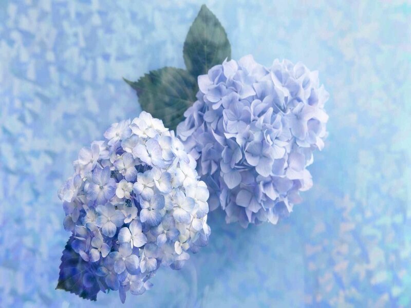 Two Blue Hydrangea Flowers