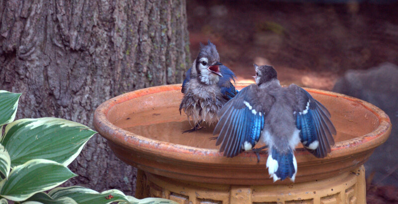 Two Blue Jay Birds