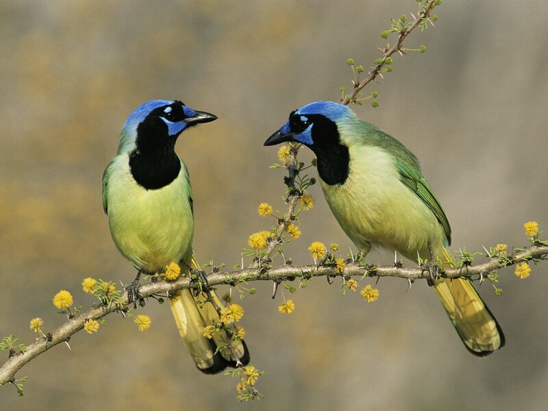 Two blue jays on a branch