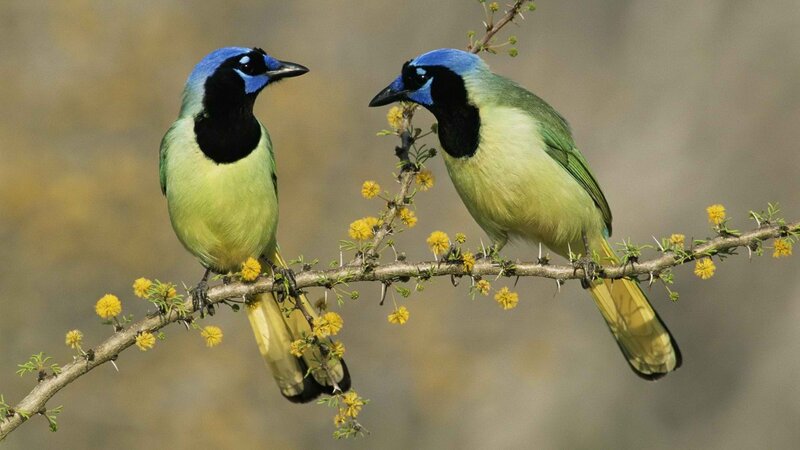 Two blue jays on a branch