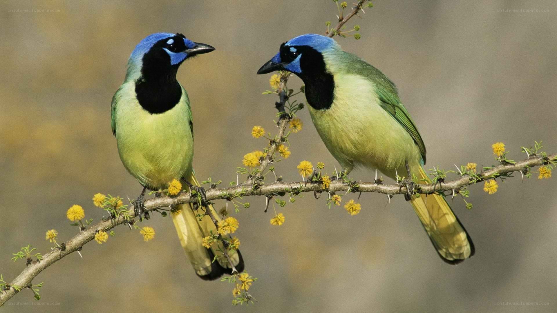 Two blue jays on a branch