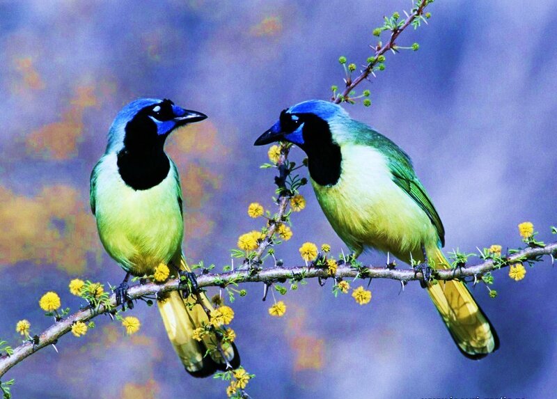 Two blue jays on a flowering branch