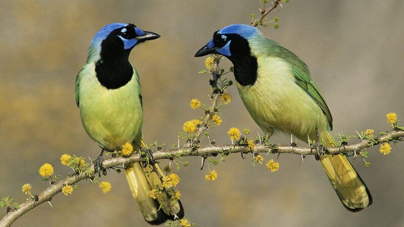 Two Blue Jays on Branch — Calm