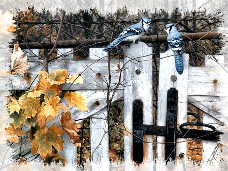 Two Blue Jays on Fence