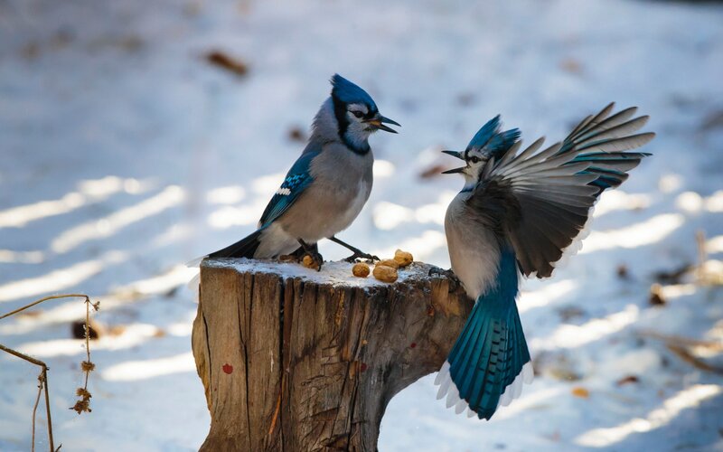 Two Blue Jays on Stump