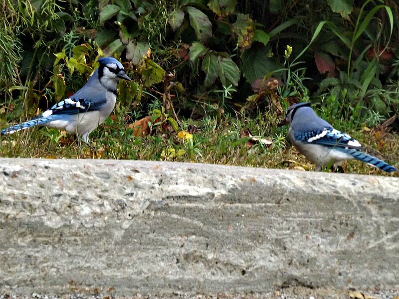 Two Blue Jays