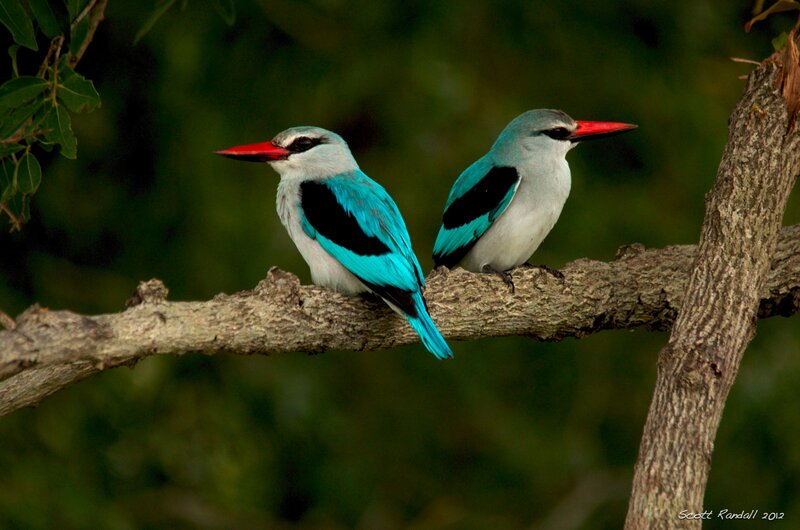 Two Blue Kingfishers