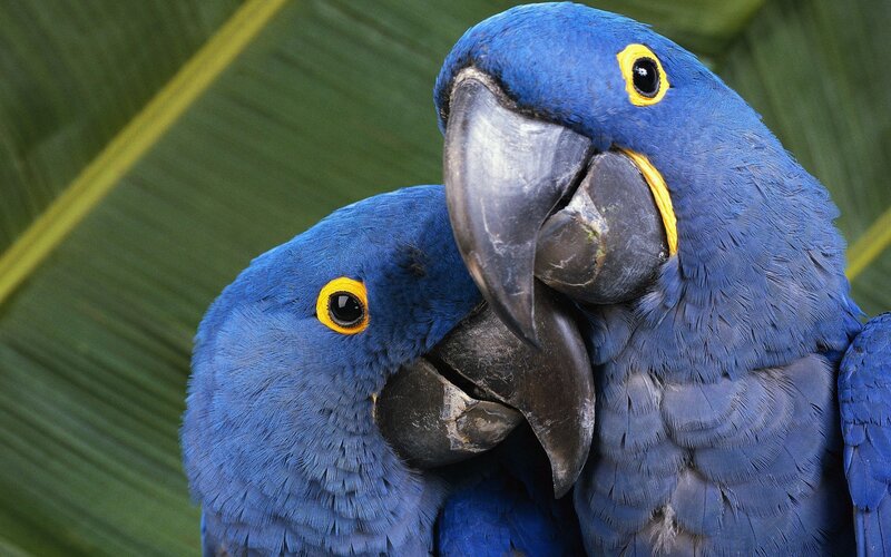 Two Blue Macaws — Calm, Photograph