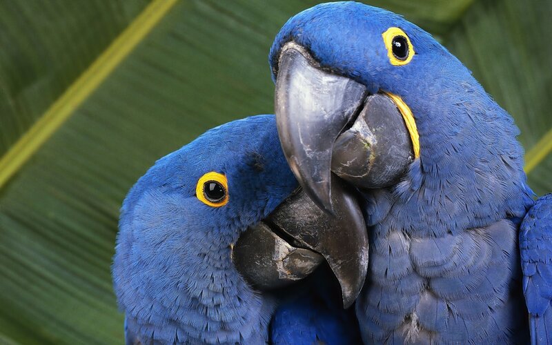 Two Blue Macaws — Calm