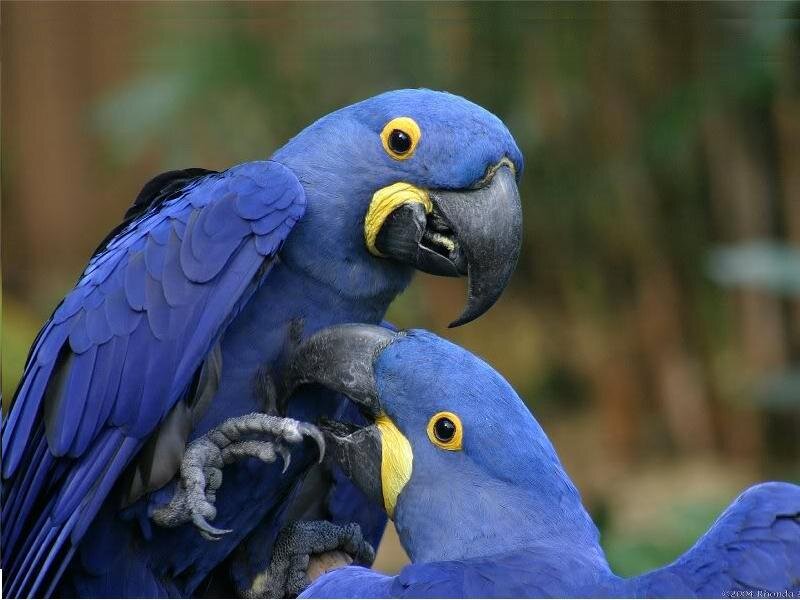 Two Blue Macaws