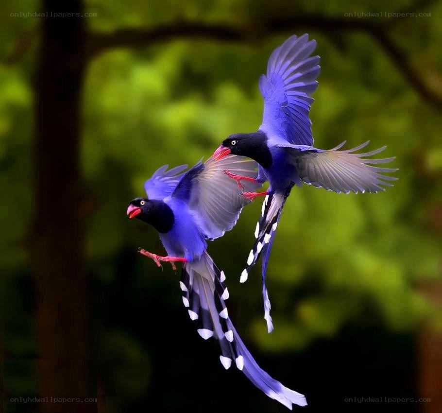 Two blue magpies in flight