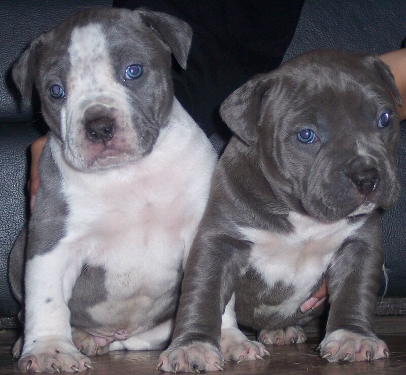 Two Blue-nosed Pitbull Puppies