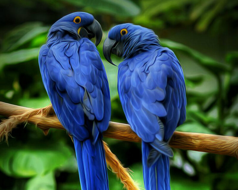 Two Blue Parrots — Calm, Digital Art