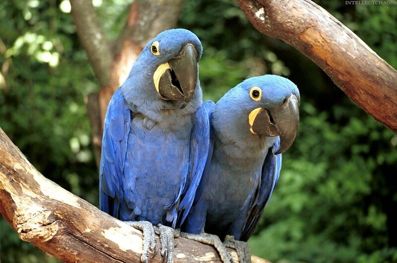 Two Blue Parrots — Calm, Photograph, Tree Branch