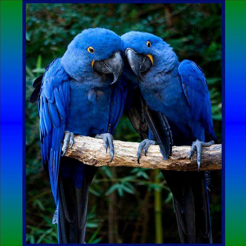 Two Blue Parrots — Calm