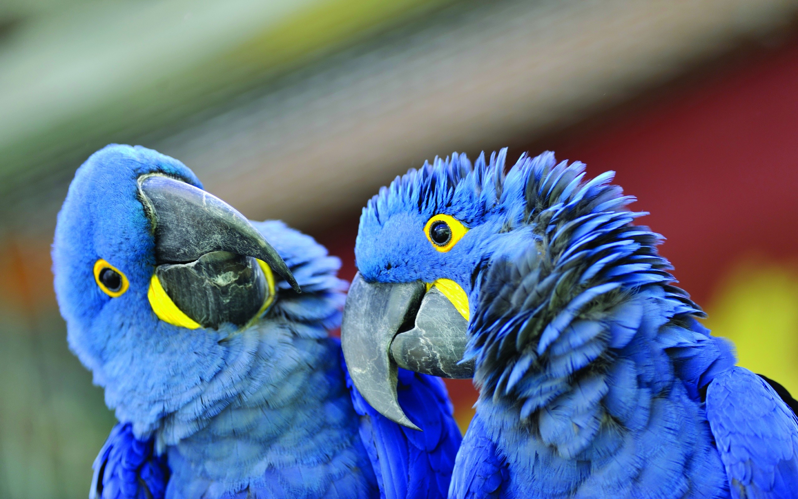 Two blue parrots close-up