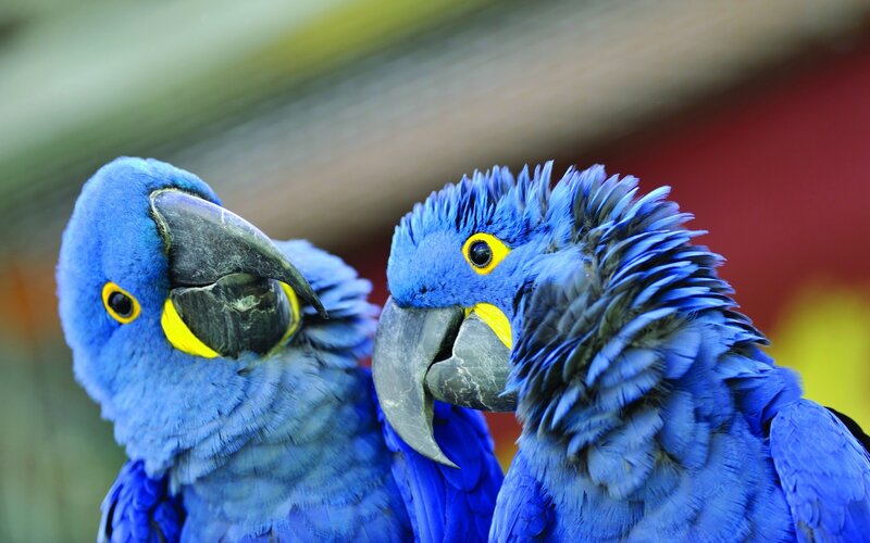 Two blue parrots close-up