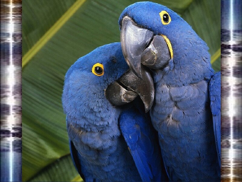 Two blue parrots in nature