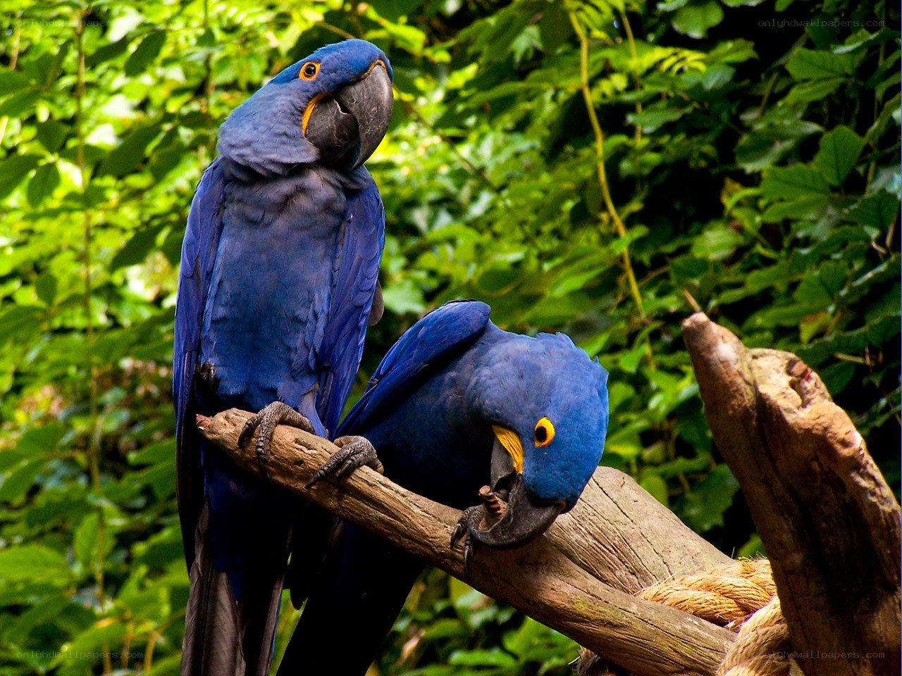 Two blue parrots on a branch