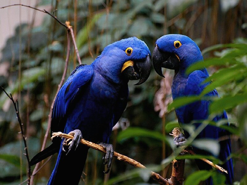 Two blue parrots on a branch