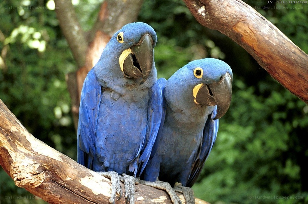 Two blue parrots on a branch