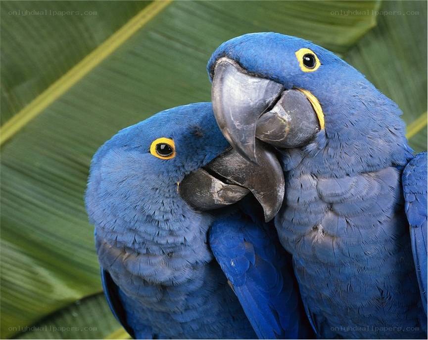 Two blue parrots together