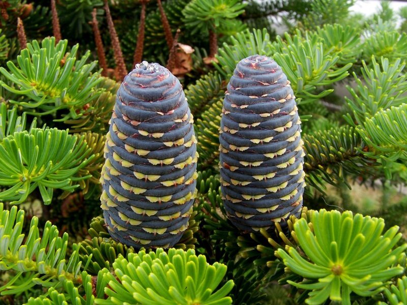 Two blue pine cones on a tree