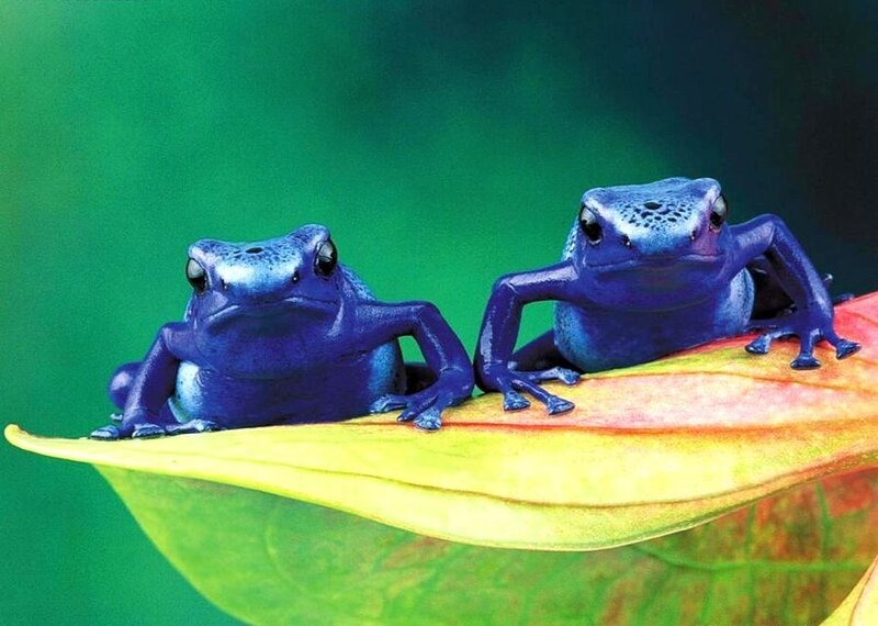 Two Blue Poison Dart Frogs