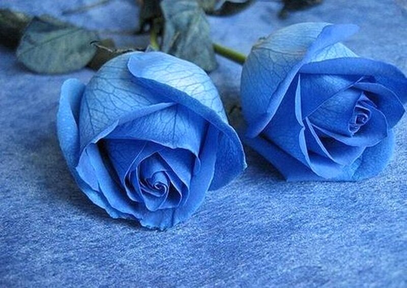 Two Blue Roses — Calm, Photograph, Leaves