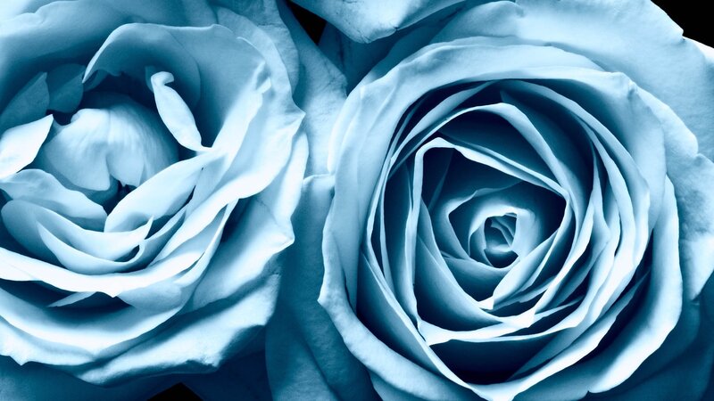 Two Blue Roses — Calm, Photograph, Petals