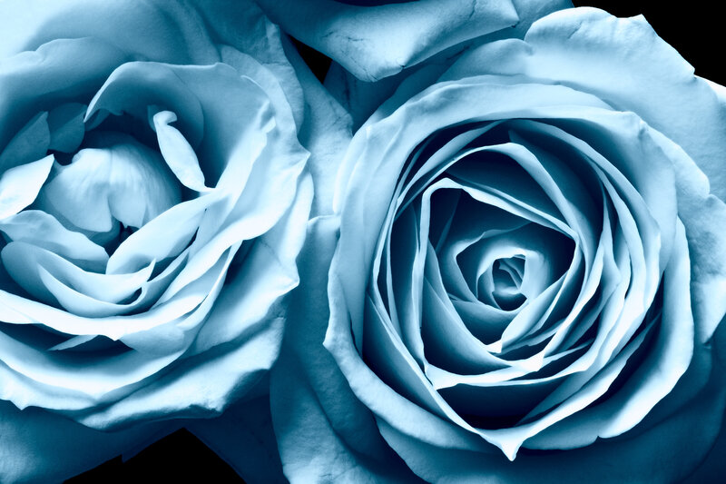Two Blue Roses — Calm, Photograph