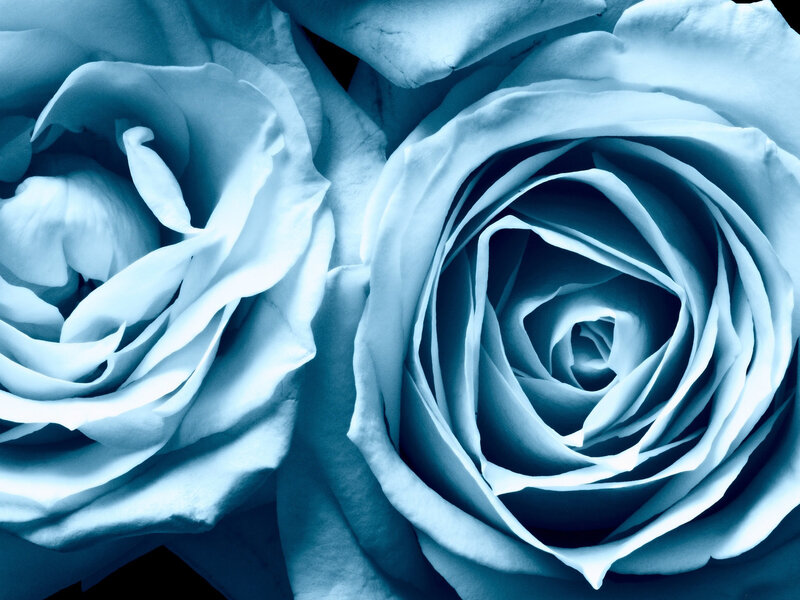 Two Blue Roses — Calm