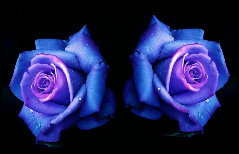 Two Blue Roses — Dramatic, Photograph, Drops