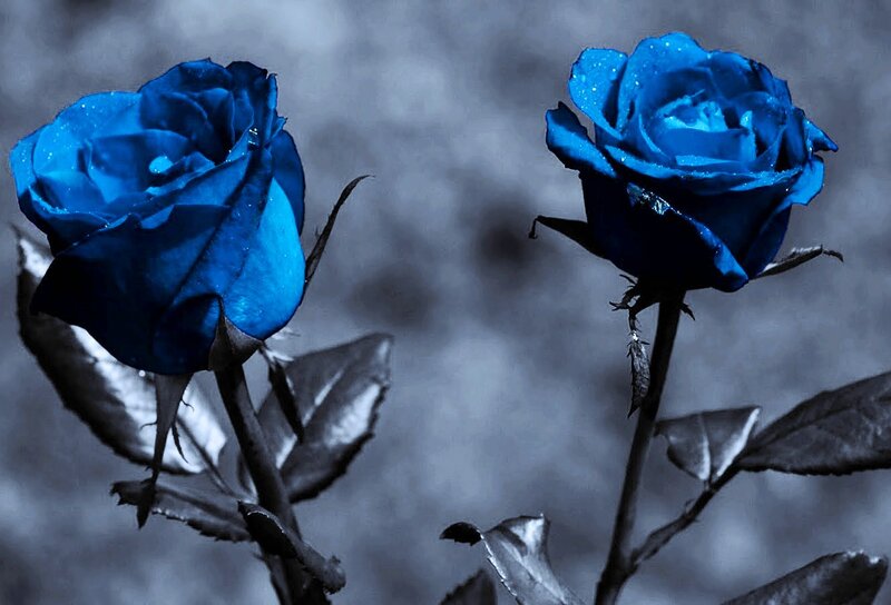 Two Blue Roses — Dramatic, Photograph, Leaves, Stem