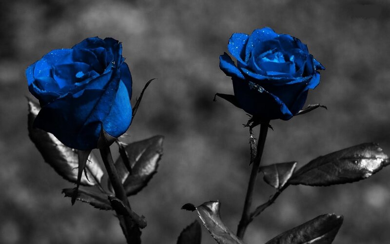 Two Blue Roses — Dramatic, Photograph, Leaves