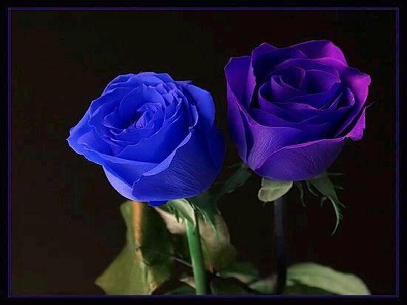 Two Blue Roses — Dramatic, Photograph, Stem