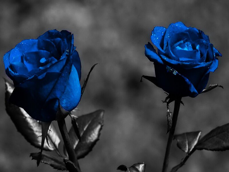 Two Blue Roses — Dramatic, Photograph
