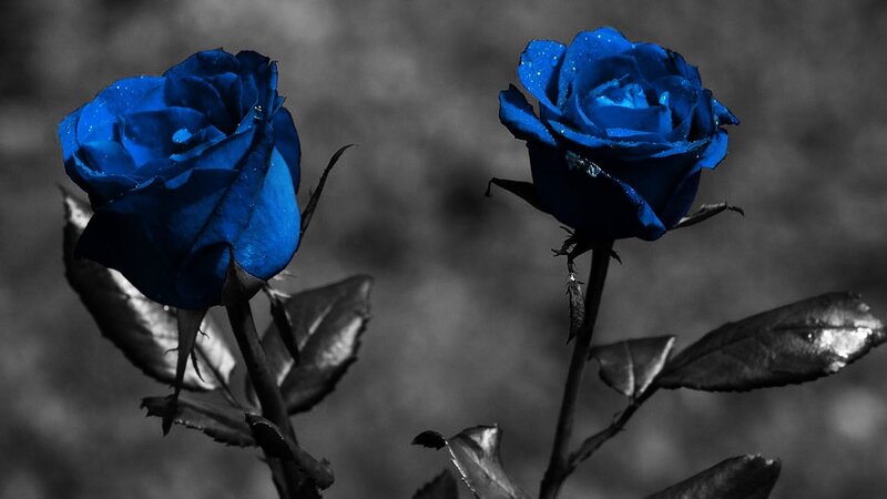 Two Blue Roses — Dramatic
