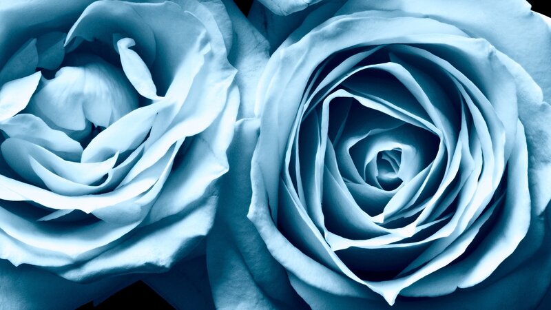 Two Blue Roses — Serene, Photograph, Petals, Flower