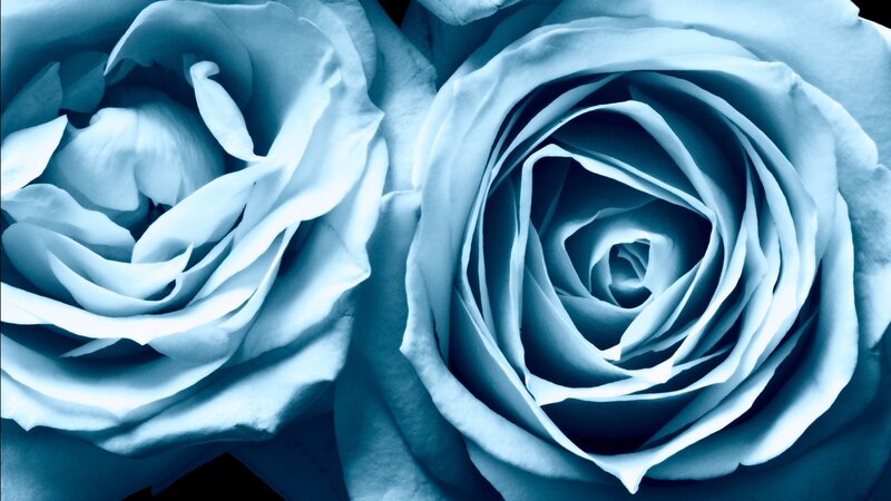 Two Blue Roses — Serene, Photograph, Petals