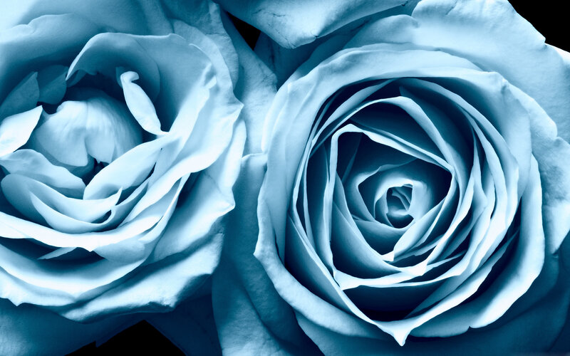 Two Blue Roses — Serene, Photograph