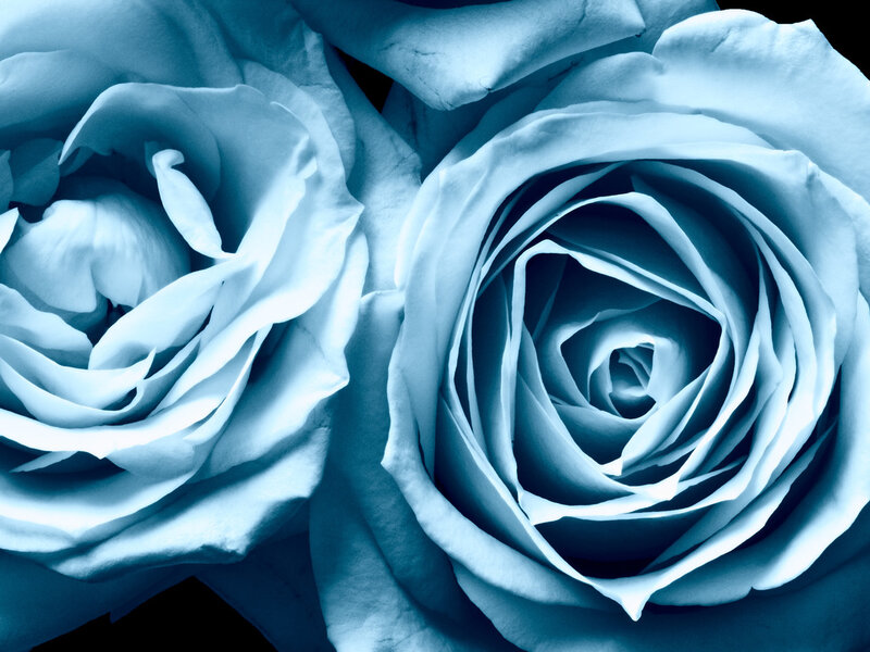 Two Blue Roses — Serene