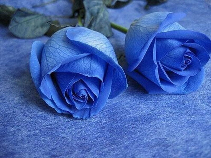 Two Blue Roses
